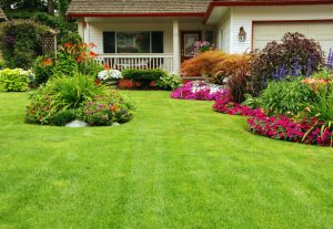 lawn care treatments